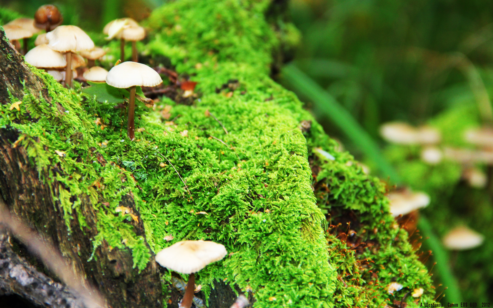 跨界狂想,当卢卡库在NBA总决赛接管比赛,马赛已在欧冠轻取马德里竞技